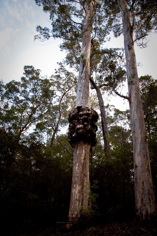  Marianne North tree