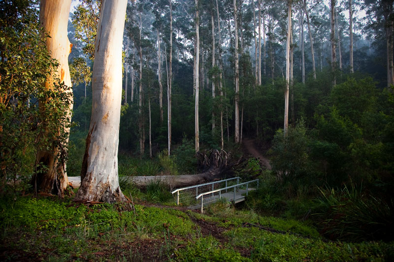 Walking trail in the Karri forest