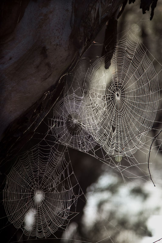 Spider webs