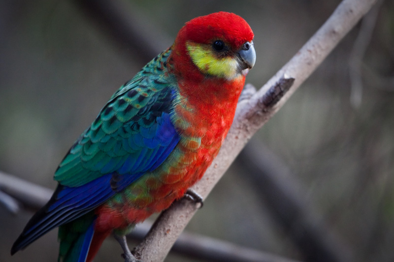 Western Rosella
