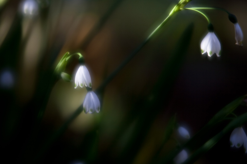 Just as the sun is leaving my garden
