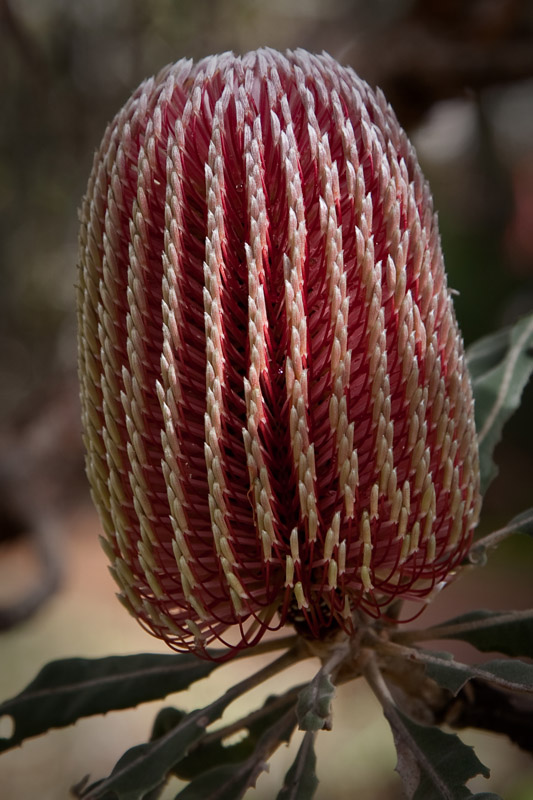 Banksia flower