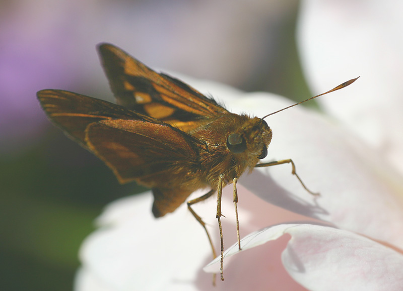 Nov 11. Orange palm dart