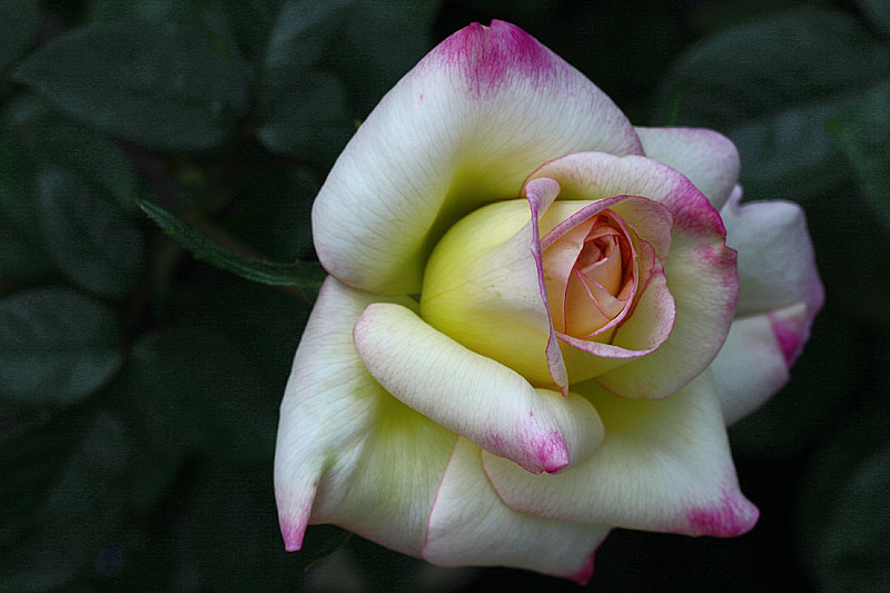 rosa Mitsouka