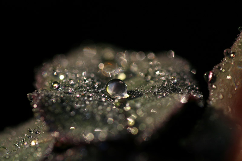 These diamonds arent forever