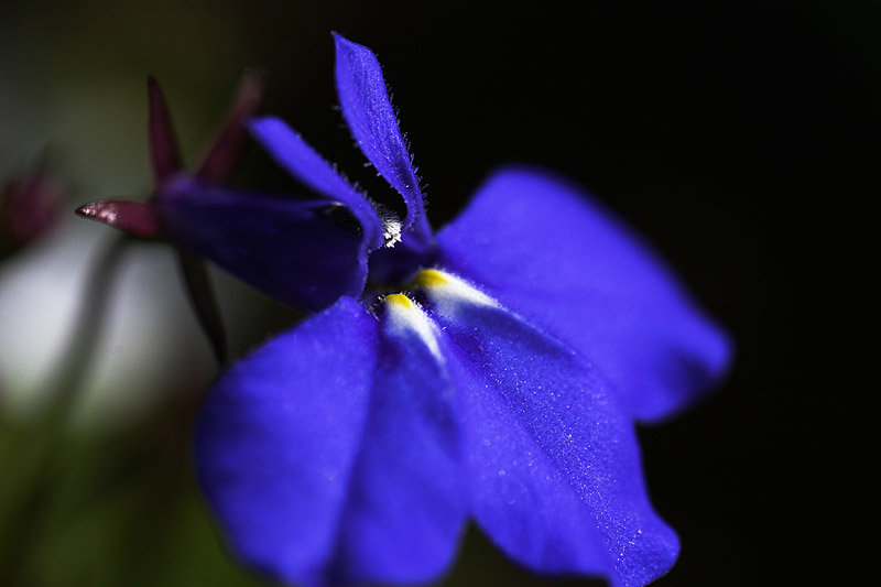 Lobelia