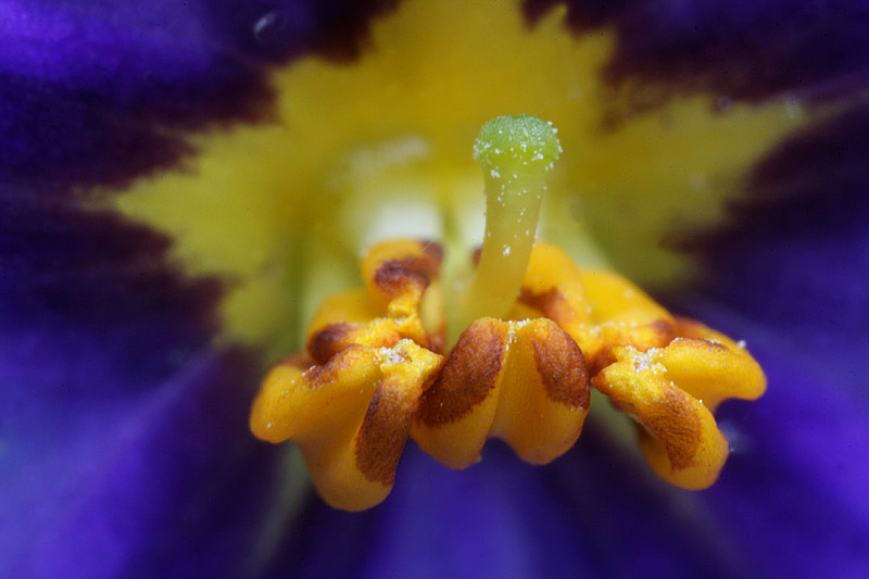 Solanum anthers