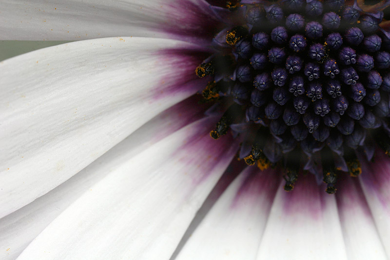 Osteospermum