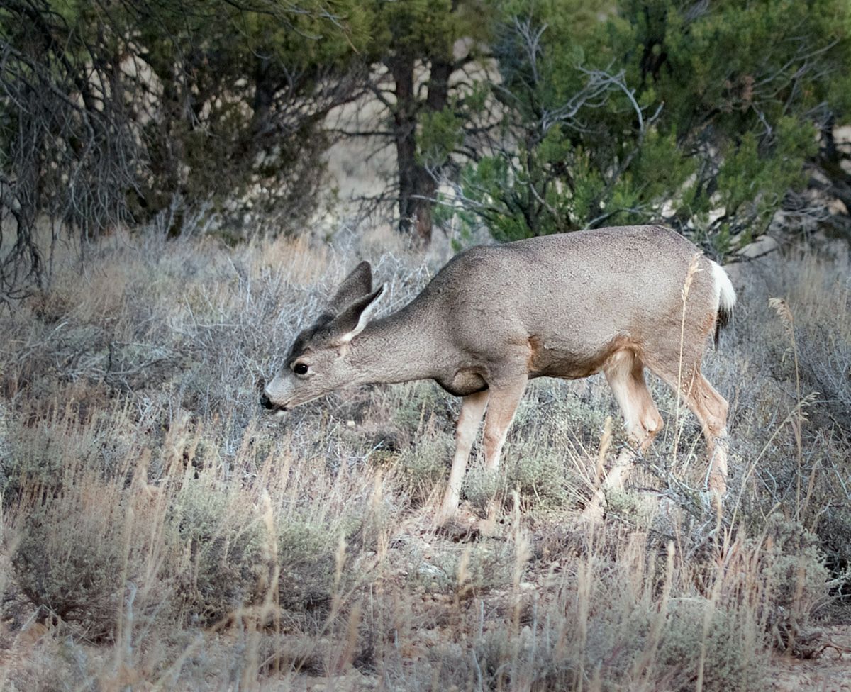 Deer at Sundown