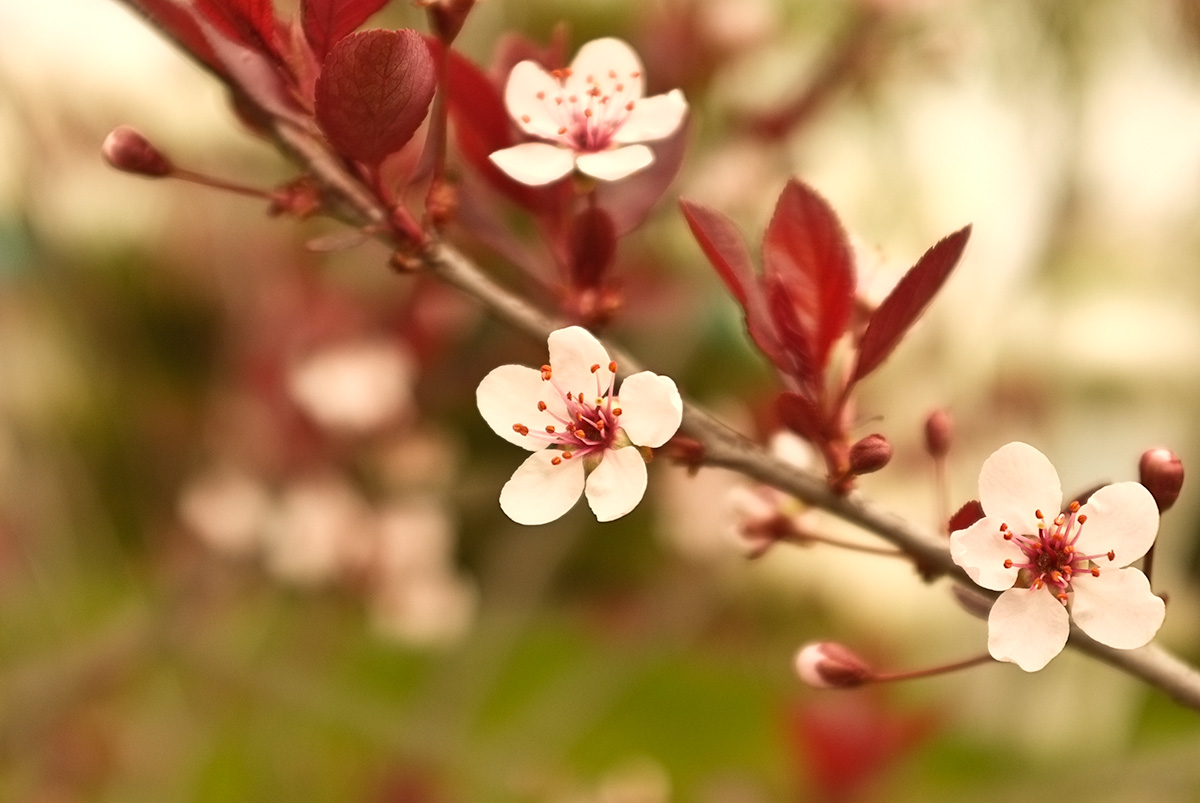 Blossoms