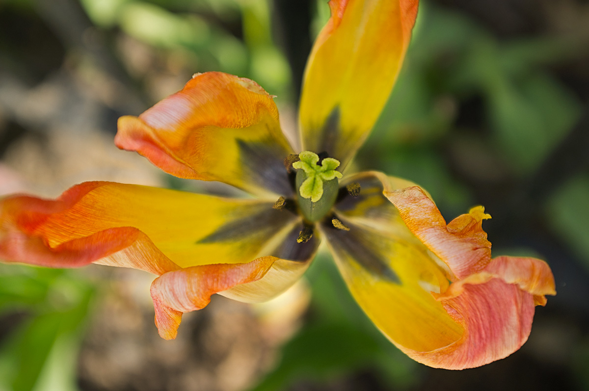 Tulip