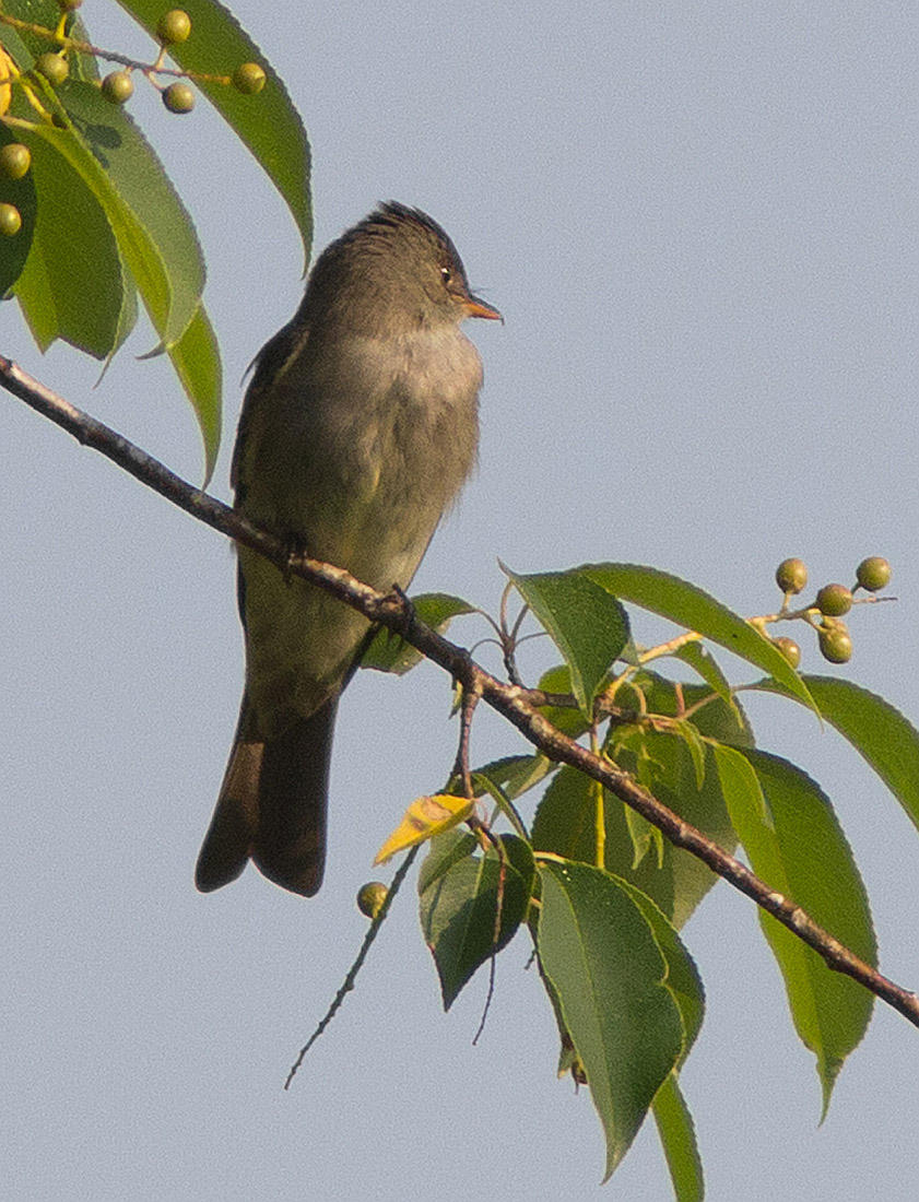 Willow Flycatcher