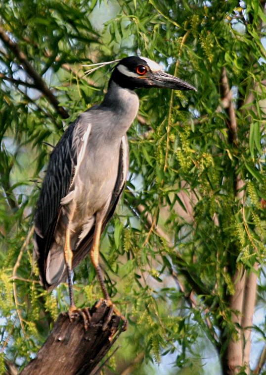 YELLOW CROWNED NIGHT HERON UP A TREE