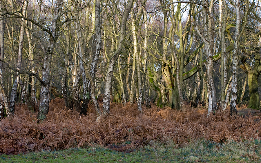 Cannock Chase