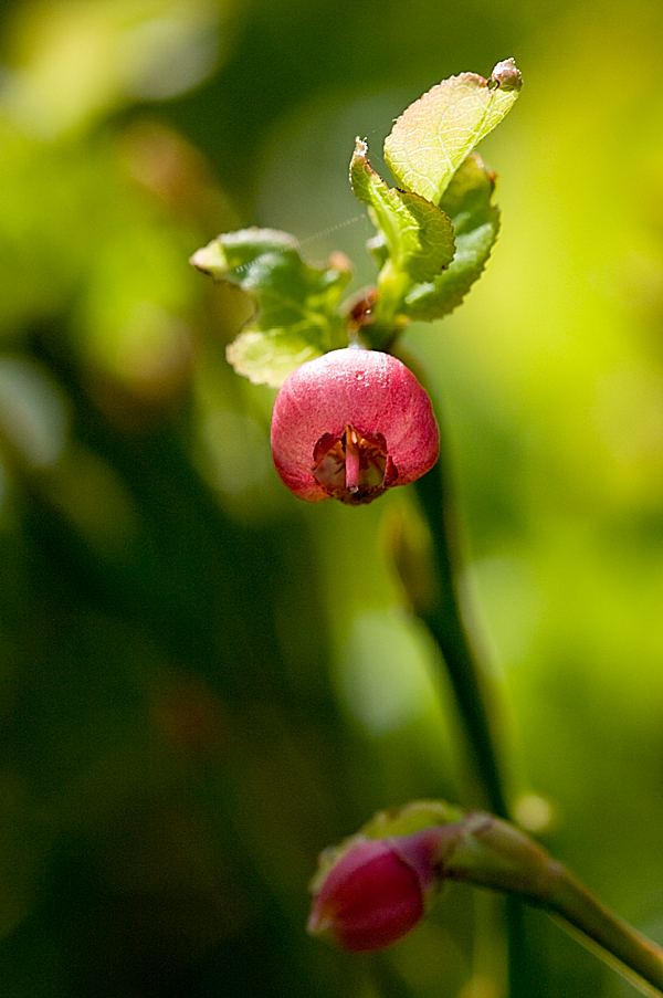 Bilberry