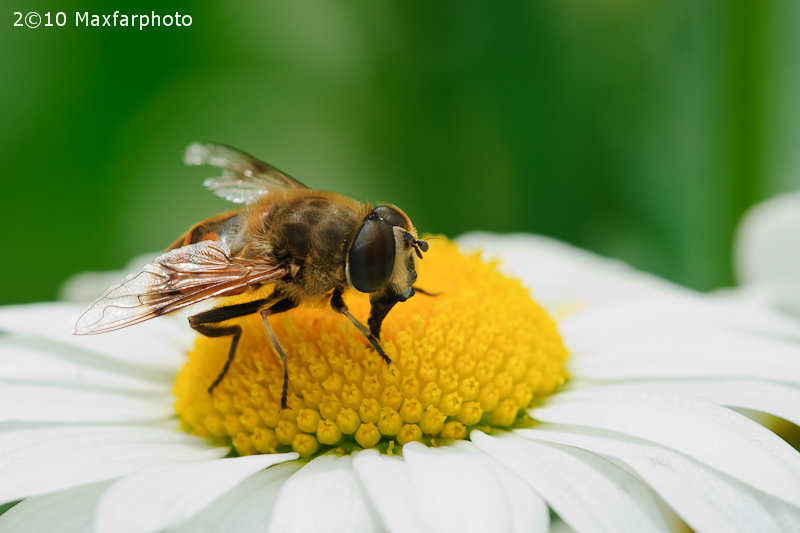 Bee