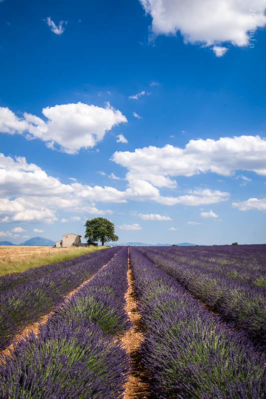 Plateau de Valensole