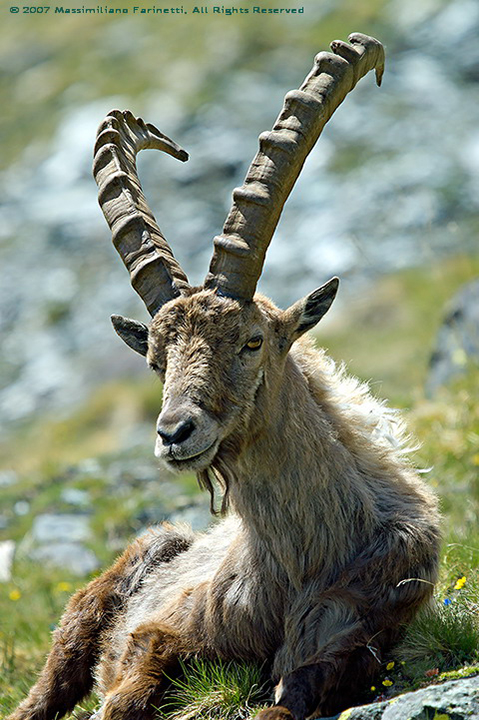 Capra Ibex