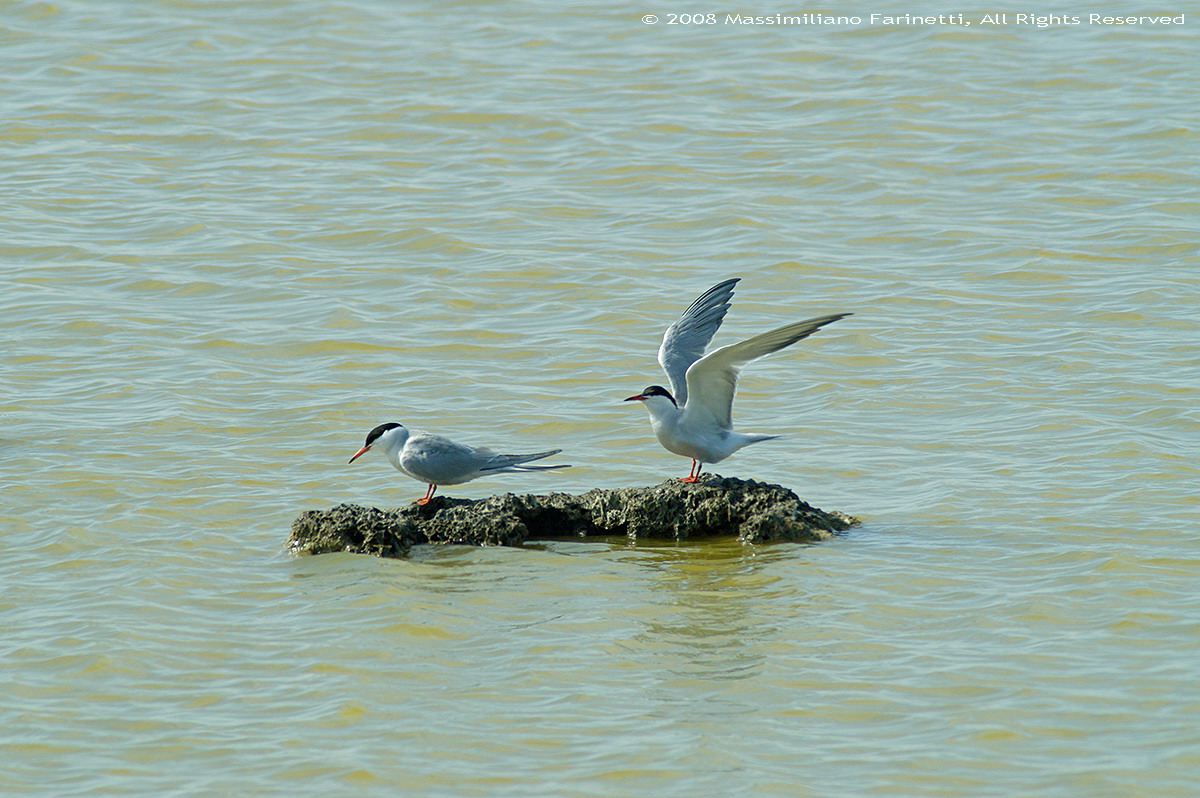 Sterna Hirundo