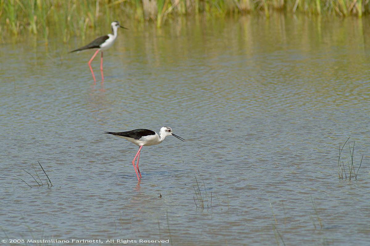 Himantopus himantopus