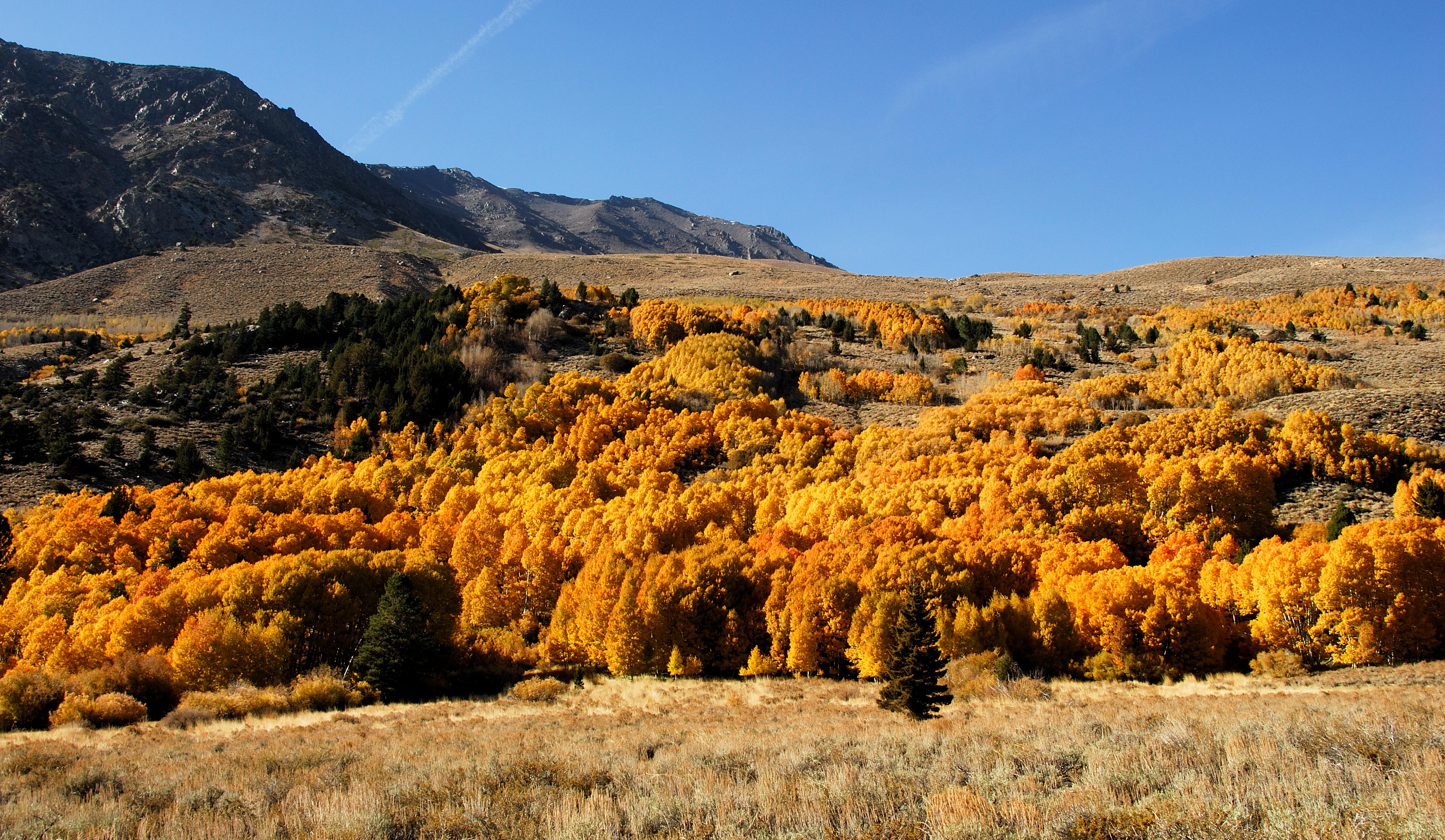 DSC_0156.jpg