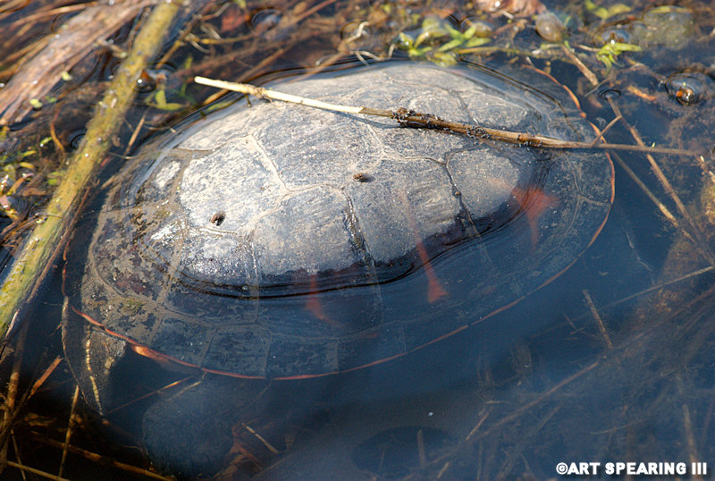 Submerged Painted Turtle