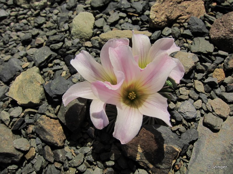 Open and shuts - Oxalis