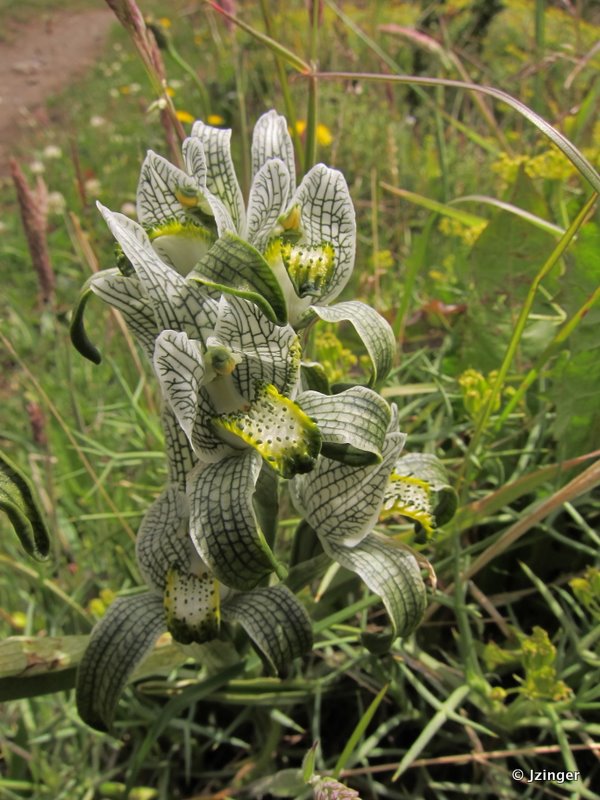 Megellan Orchid