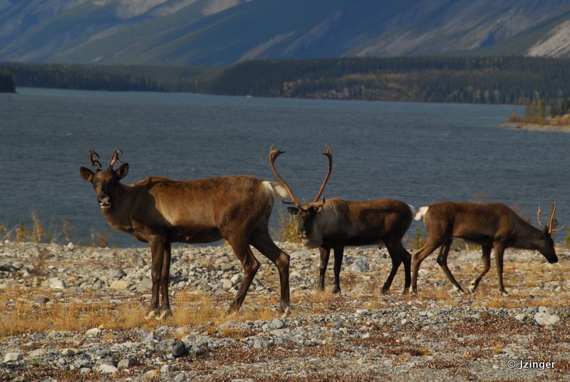 Caribou, Muncho Lake Provincial Park