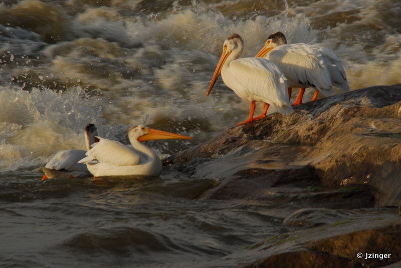 Pelicans on the Slave River Rapids, Fort Smith, NT