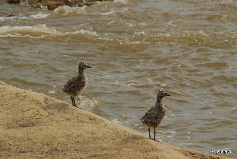 Baby Gulls on the Slave River, Fort Smith, NT