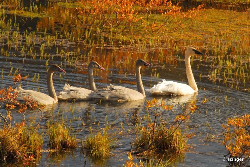 Swans, Yukon
