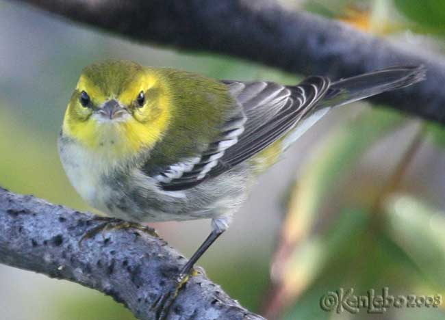 Black-throated Green Warbler