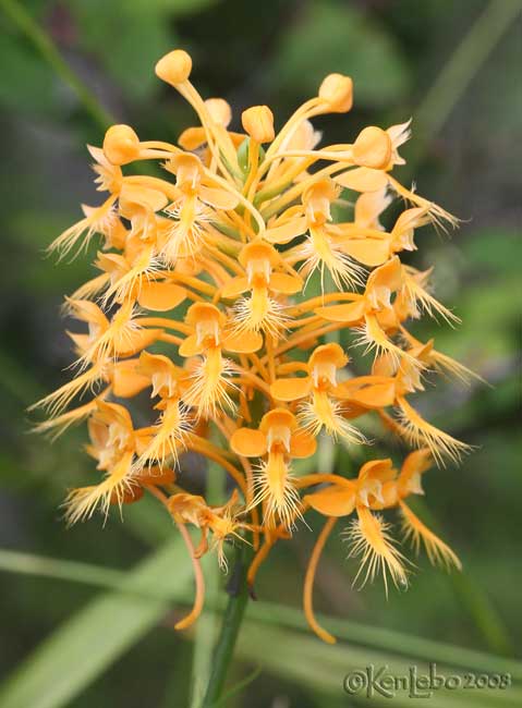 Yellow Fringed Orchis  Platanthera ciliaris