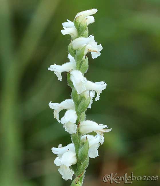 Nodding Ladies Tresses  Spiranthes cernua