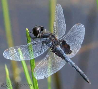 Marthas Pennant Celithemis martha
