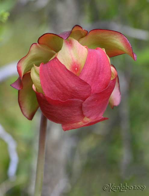 Flower of Pitcher Plant