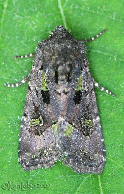 Bristly Cutworm Moth Lacinipolia renigera #10397