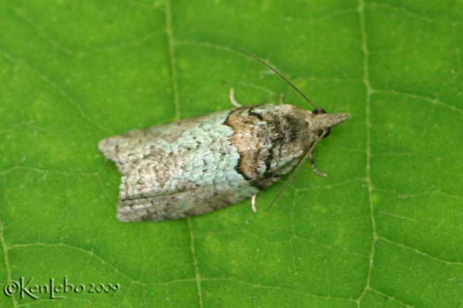 Raspberry Leaf-roller Moth Epinotia medioviridana #3286