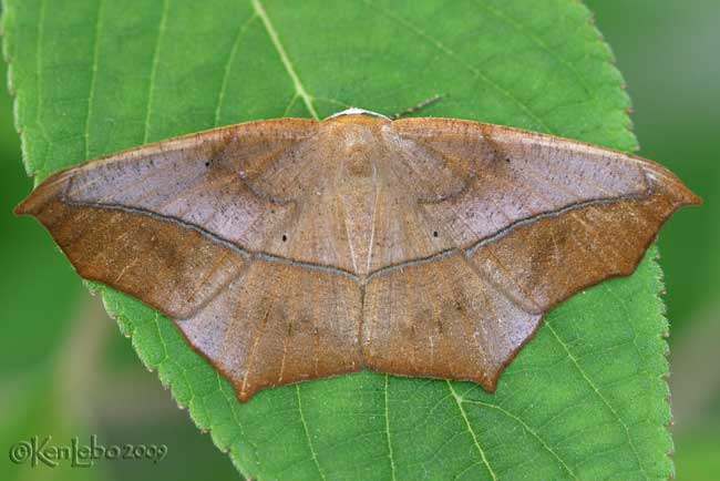 Large Maple Spanworm Moth Prochoerodes transversata #6982
