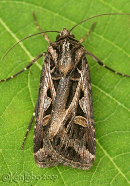 Dingy Cutworm Moth Feltia jaculifera #10670