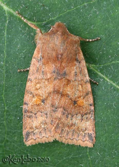 Three-spotted Sallow Eupsilia tristigmata #9935