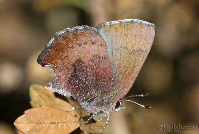 Brown Elfin