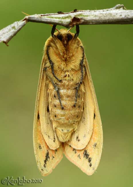 Isabella Tiger Moth Pyrrharctia isabella #8129