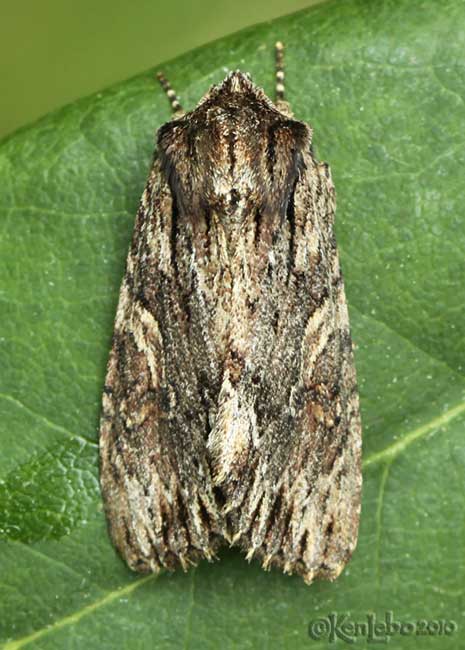 Confused Woodgrain Morrisonia confusa #10521