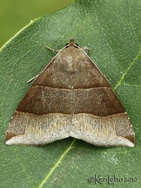 Maple Looper Moth Parallelia bistriaris #8727