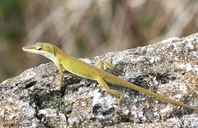  Green Anole