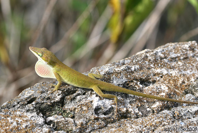  Green Anole