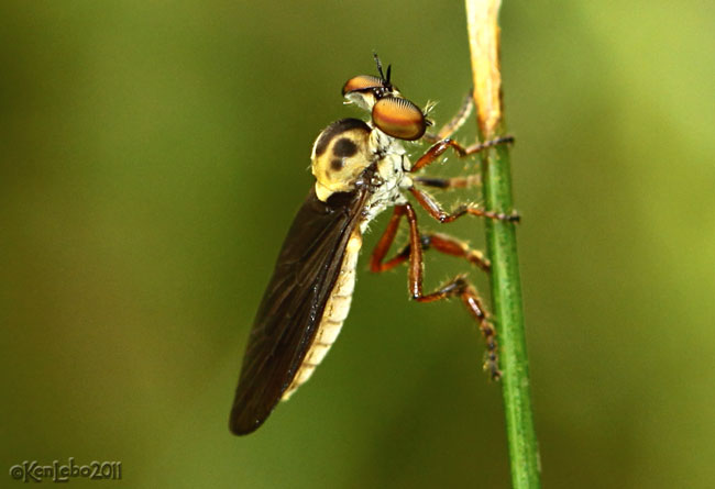 Robber Fly Holcocephala fusca