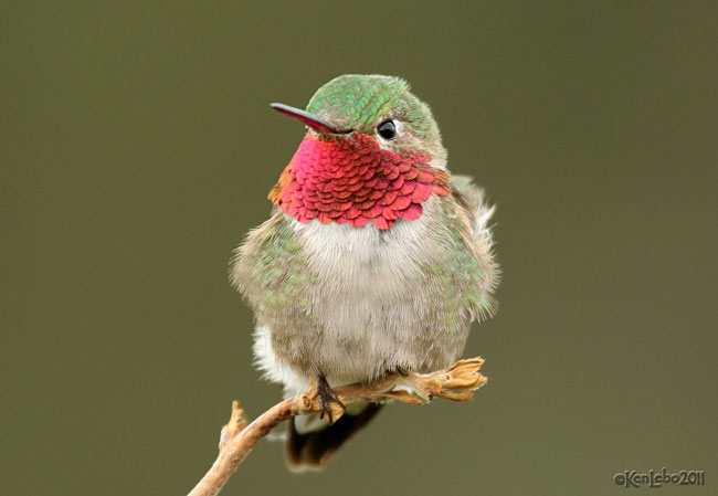 Broad-tailed Hummingbird